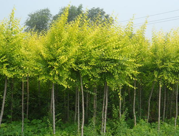 水曲柳属于什么木材？有什么特点？