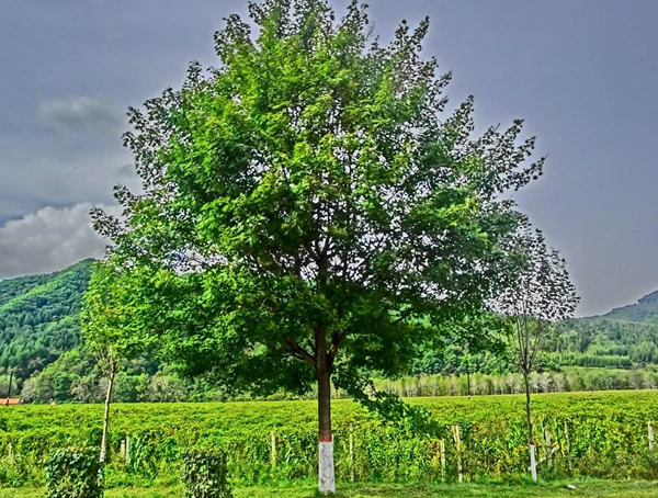 白蜡木和水曲柳怎么区别？