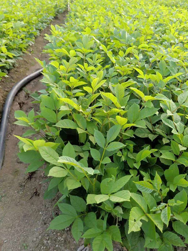 如何辨别红橡木和水曲柳？