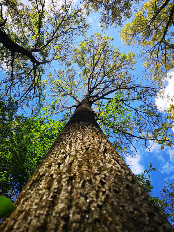 水曲柳与花曲柳的区别有哪些？