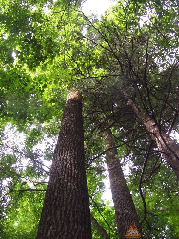 椿树和水曲柳如何区别？