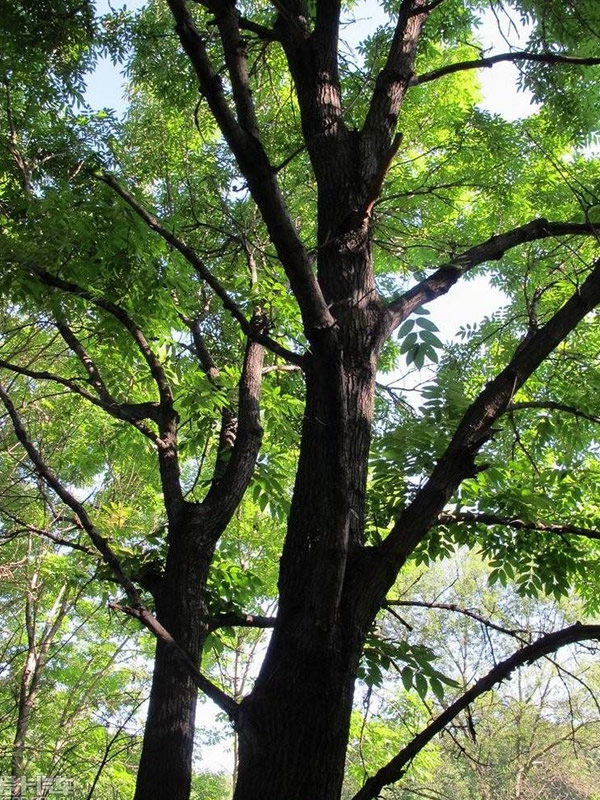 水曲柳的密度是多少？