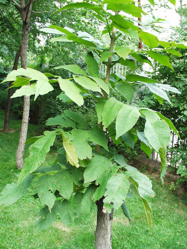 水曲柳属针叶树吗？还是阔叶树？