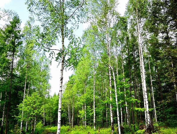 白桦价格-图片-形态特征-生长环境-分布情况-主要价值以及植物文化