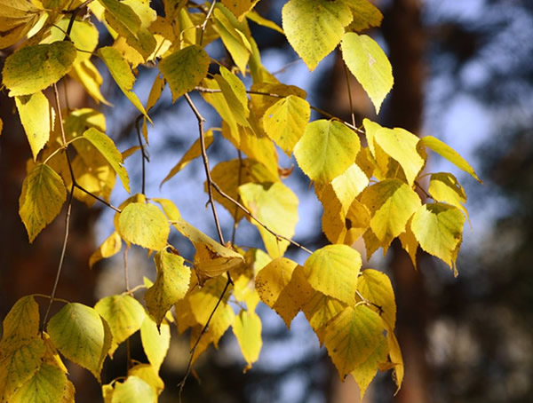 白桦树有什么象征意义？