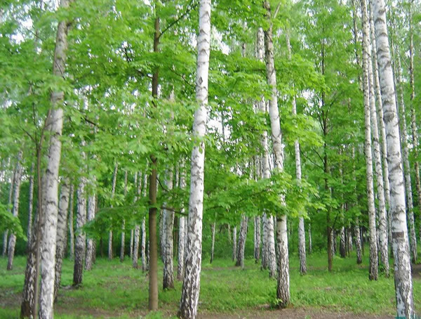 白桦树和白杨树具体有什么区别？