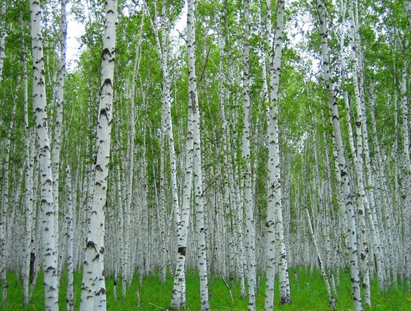 白桦树能治多少病？白桦树的功效与作用有哪些？