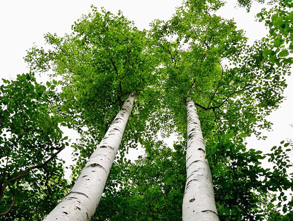 白桦树主要分布在哪些地方？