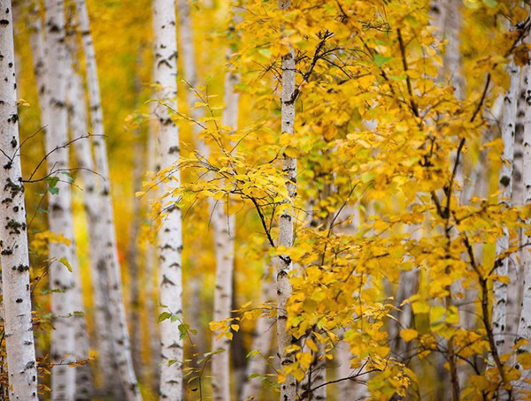 白桦树和银杏树一样吗？