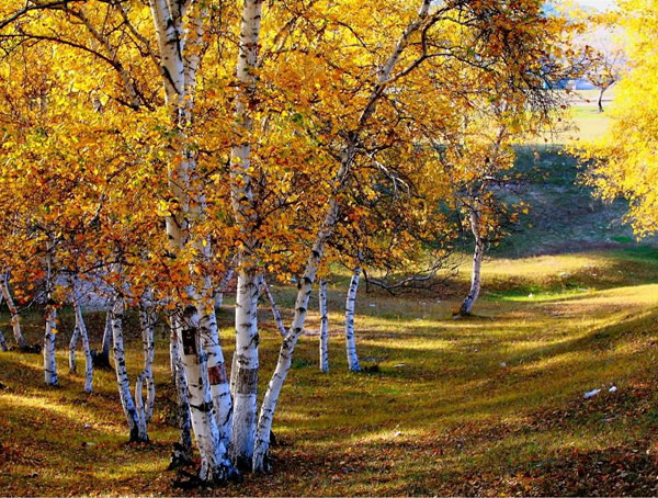 白桦树的叶子是什么颜色？