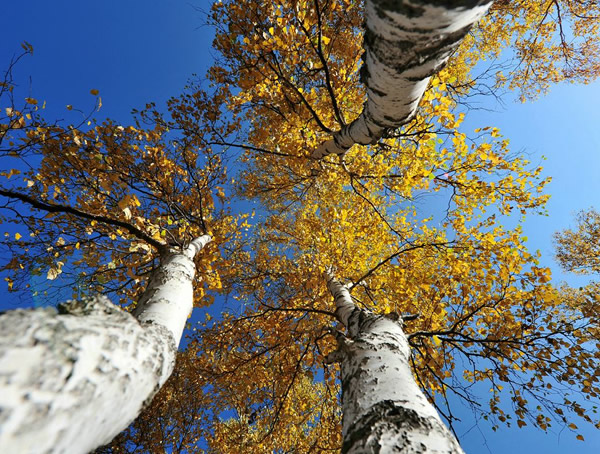 白桦树有怎样的形态特征？