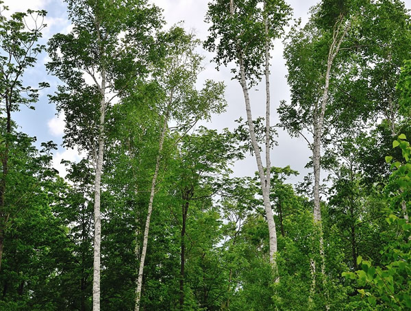 白桦树属于亚热带树木吗？