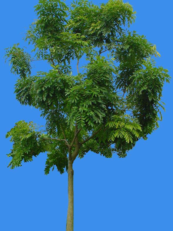 什么是桃花心木？有哪些特点？