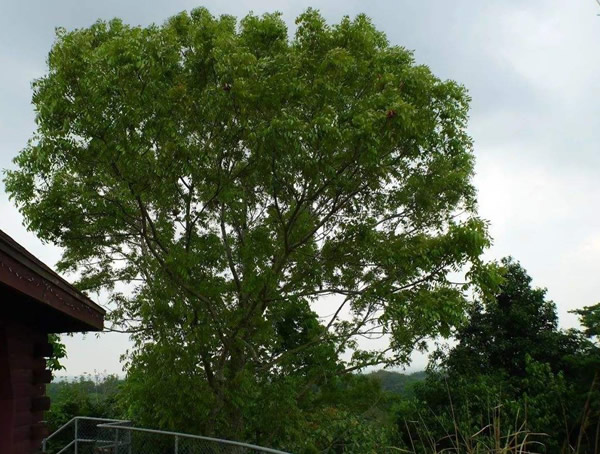 胡桃木和桃花心木的区别有哪些？