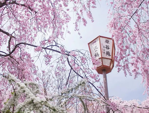 日本樱花价格-图片-形态特征-产地分布-生长习性以及主要价值