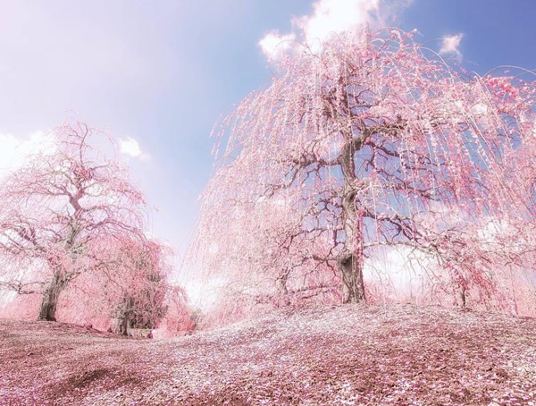 日本樱花花期是几月？什么时候最适合观赏？