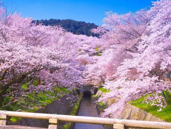 日本樱花开放时期不同的原因是什么？