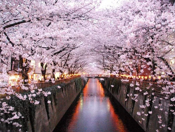 日本樱花谢后会结樱桃吗？