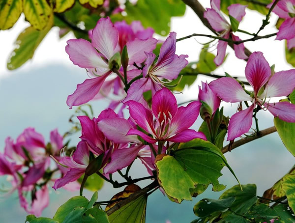 羊蹄甲价格-图片-形态特征-分布范围-生长习性以及主要价值