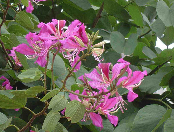 羊蹄甲和紫荆花要怎么区分？