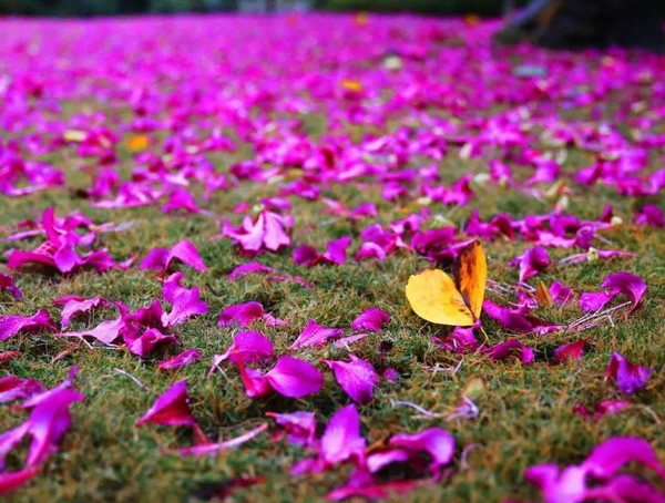 羊蹄甲有哪些种类？