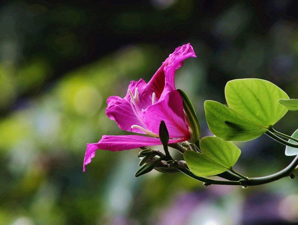 宫粉紫荆、红花紫荆及羊蹄甲的区别有哪些？