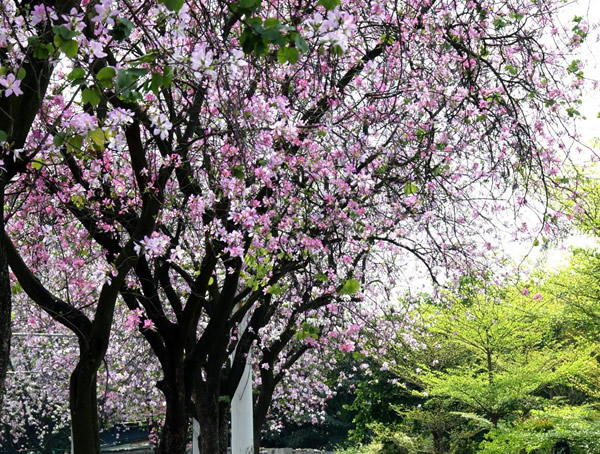 羊蹄甲对环境条件有什么要求？