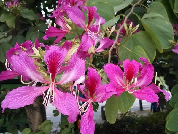 羊蹄甲的功效与作用，野山羊蹄甲有什么用？