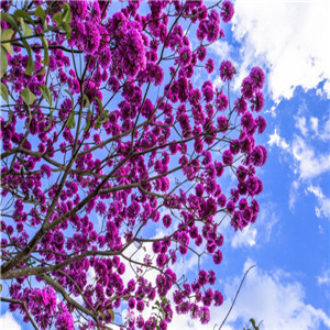 紫花风铃木报价