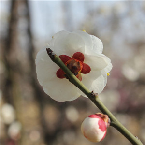 三轮玉蝶梅报价