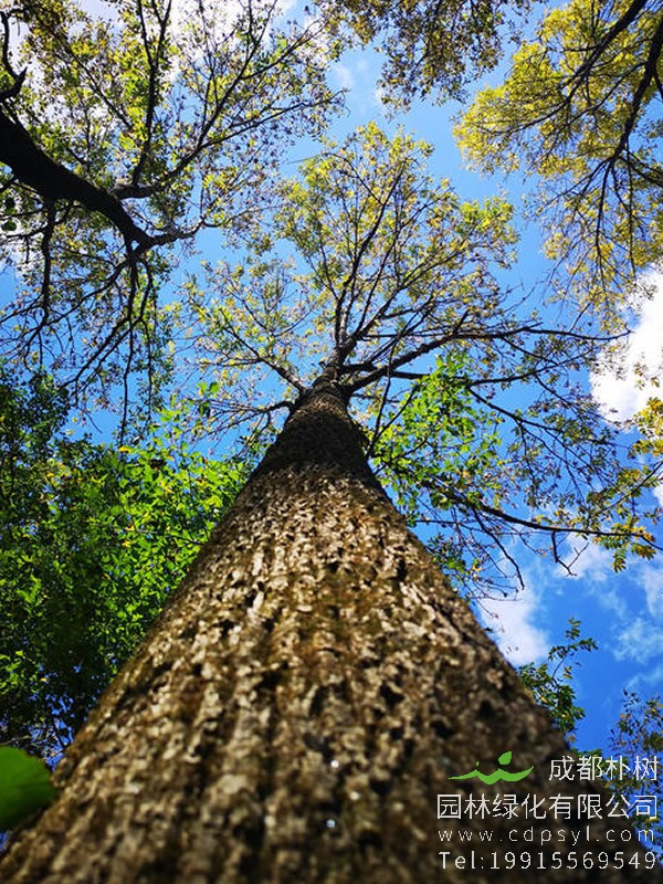 水曲柳与花曲柳的区别有哪些？