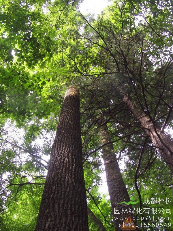 椿树和水曲柳如何区别？