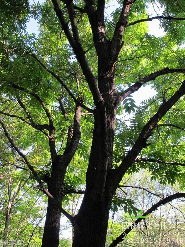 水曲柳的密度是多少？