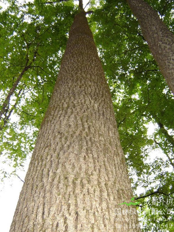 什么是水曲柳？是柳树吗？