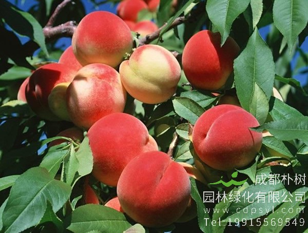 蟠桃树价格-图片-形态特征-植物学特征以及分布范围