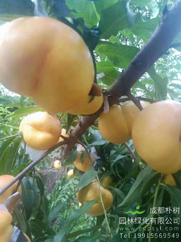 蟠桃树几年开始结果？