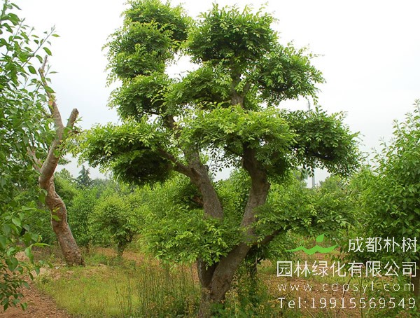 榔榆价格-图片-形态特征-生长习性-地理分布以及主要价值