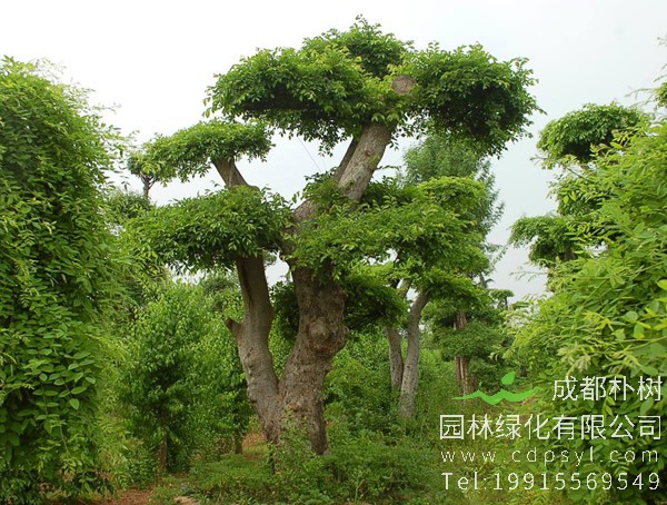 榔榆的繁殖方法、病虫害防治以及盆景制作方法