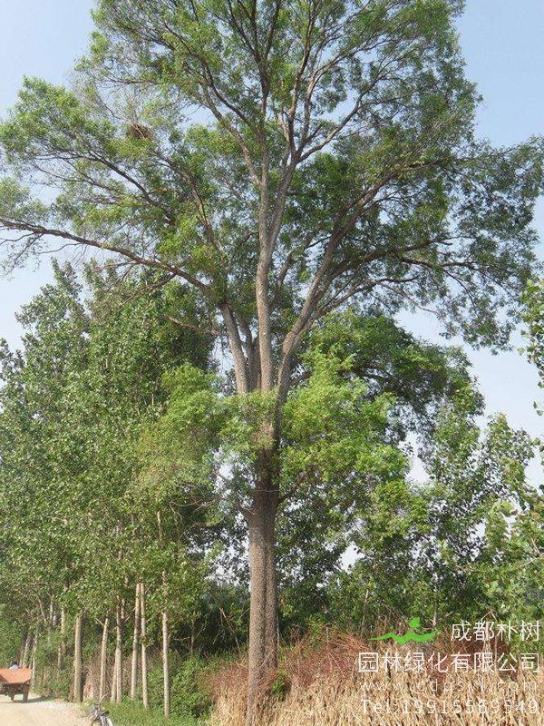 榔榆怎么养？榔榆盆景的养护管理介绍