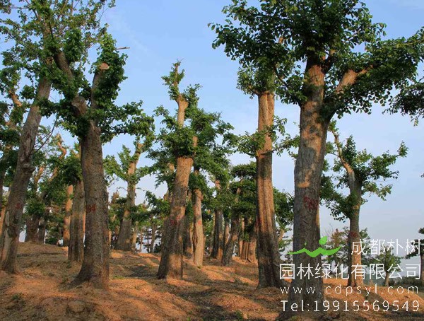 榔榆要怎样移栽？