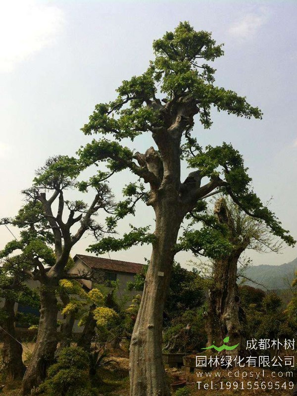 榔榆老桩不带根能活吗？