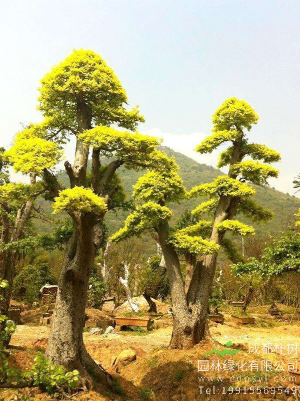 榔榆用什么土扦插？