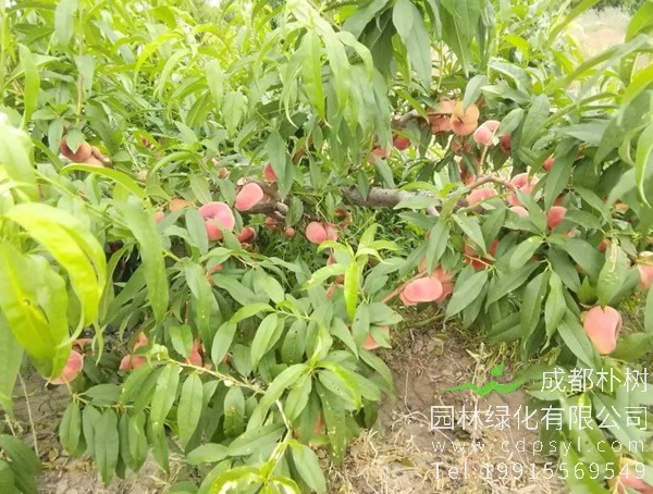 蟠桃树怎么养？蟠桃树怎么繁殖？