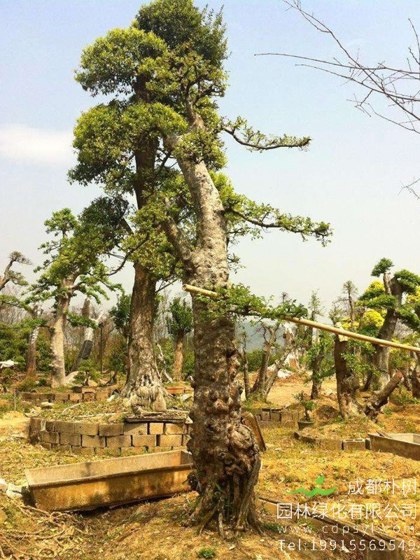 花皮榔榆生桩如何养？