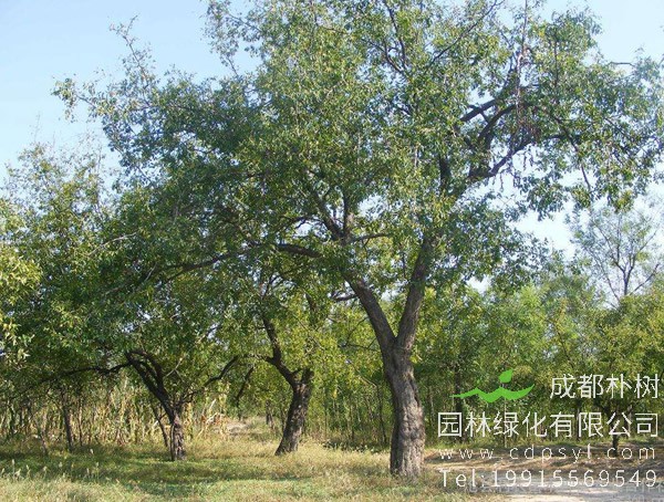 枣树价格-图片-形态特征-产地生境-生长习性-主要价值以及植物文化