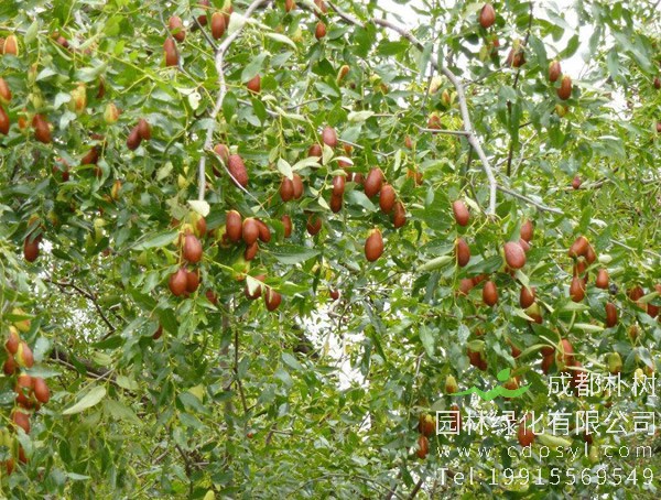 枣树的繁殖方法、栽培技术以及病虫防治方法介绍