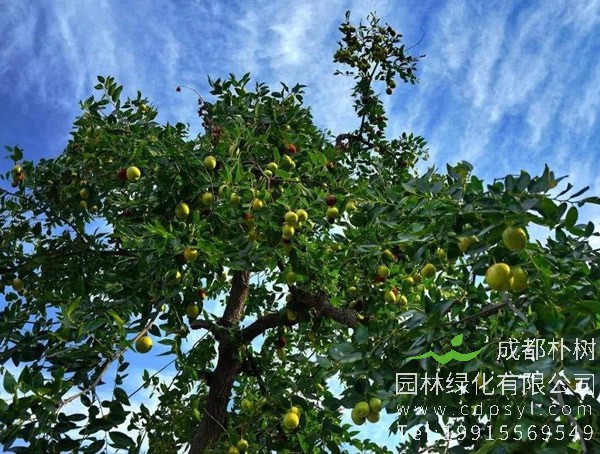 如何盆栽枣树？