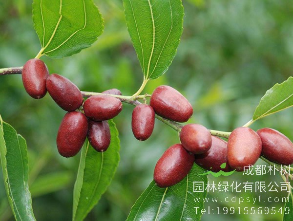 怎样使枣树多结枣？