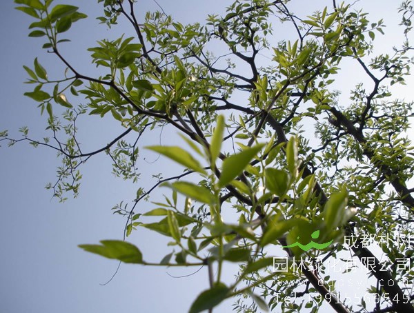 枣树的枝干有什么特点？