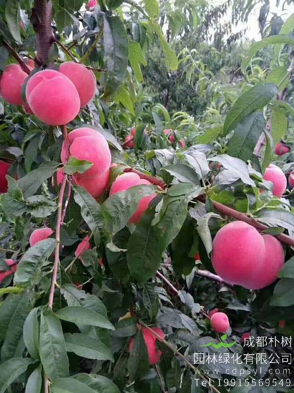 蟠桃树价格-图片-形态特征-植物学特征以及分布范围